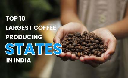 Top 10 Coffee Producing States in India
