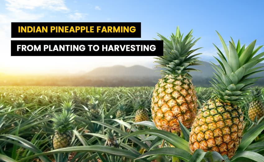 Indian Pineapple Farming: From Planting to Picking