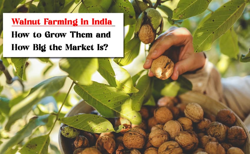 How to Grow Walnut farming in India