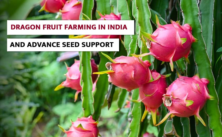 Dragon Fruit Farming in India: How to Grow and Make Money Per Acre