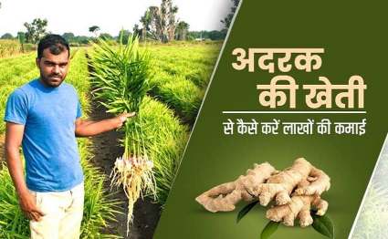 How to earn lakhs from ginger farming