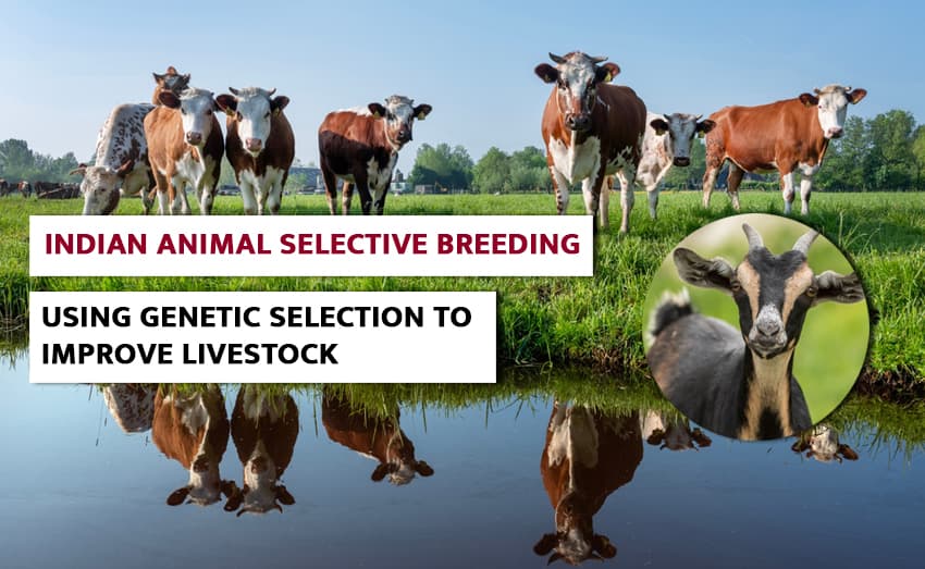 Animal selection in India: improving livestock breeding through genetic selection