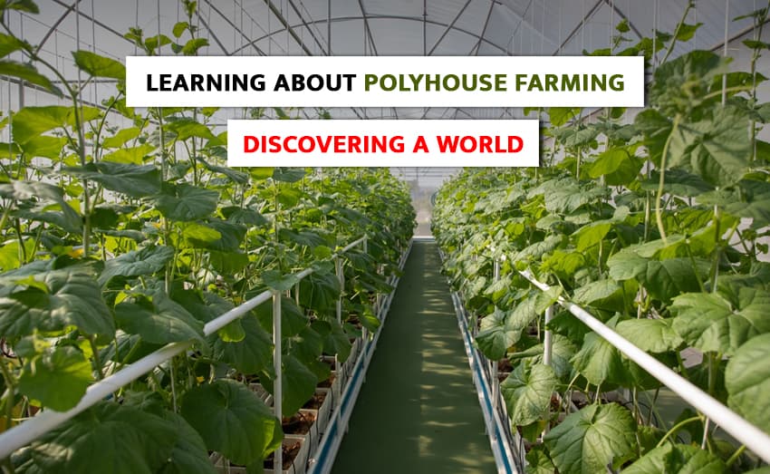 Learning about Polyhouse Farming: Discovering a World