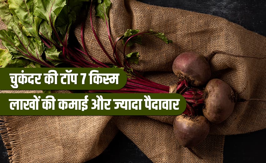 Top 7 beetroot varieties: These earn thousands and yield more