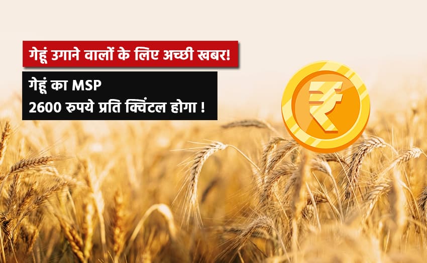 MSP of wheat will be Rs 2600 per quintal