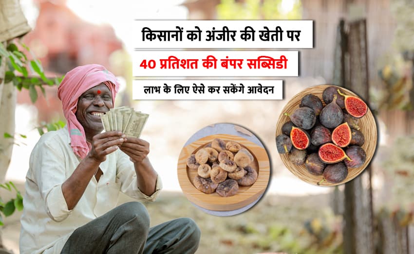 Fig farming: Farmers get a 40% bumper aid to grow figs