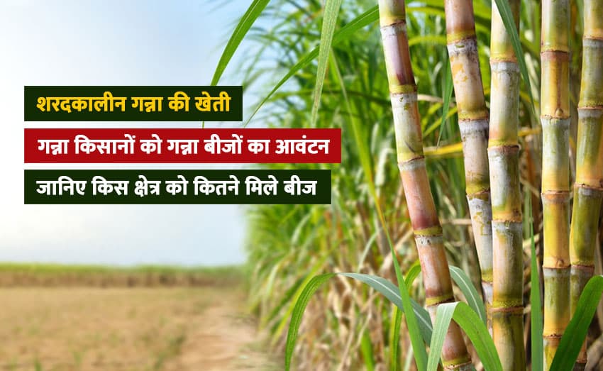 Farmers will get seeds for new types of sugarcane in the fall