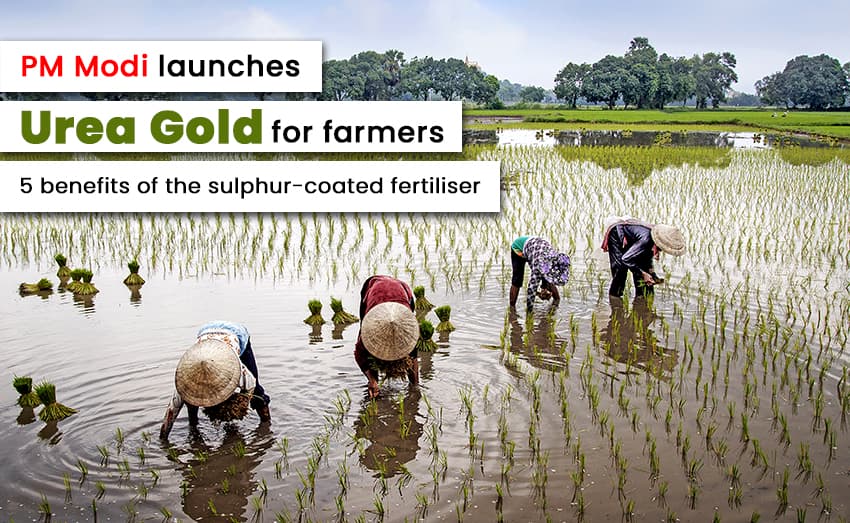 PM Modi Introduces Farmers to Urea Gold: 5 advantages of Sulfur-coated fertiliser